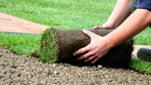 Укладка рулонного газона: этапы и особенности