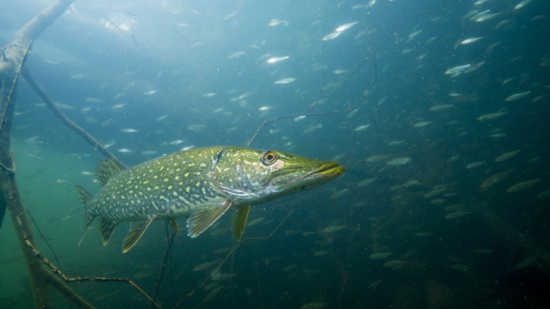 В дельте Волги зафиксировали смещение естественного цикла размножения рыб